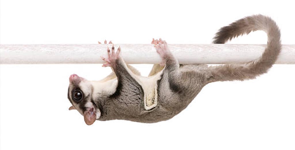 Beginner’s Guide to Sugar Gliders