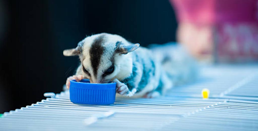 Common Sugar Glider Health Issues & Prevention