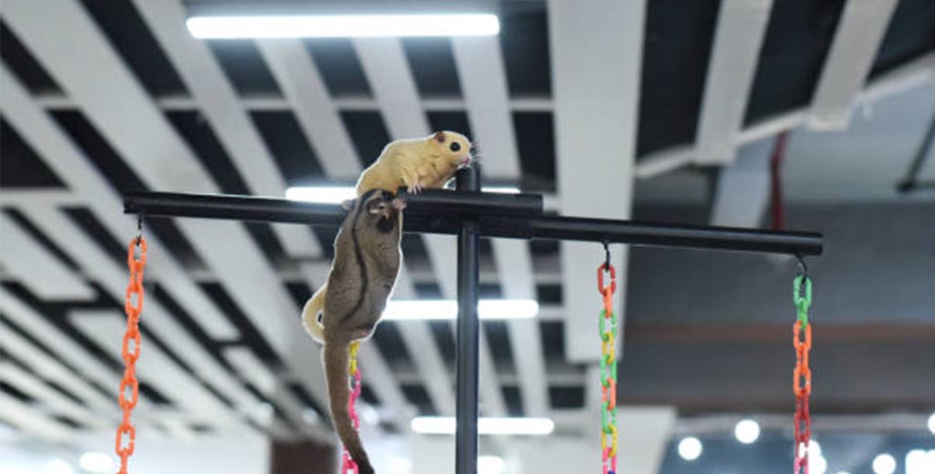 Must-Have Accessories for Sugar Gliders