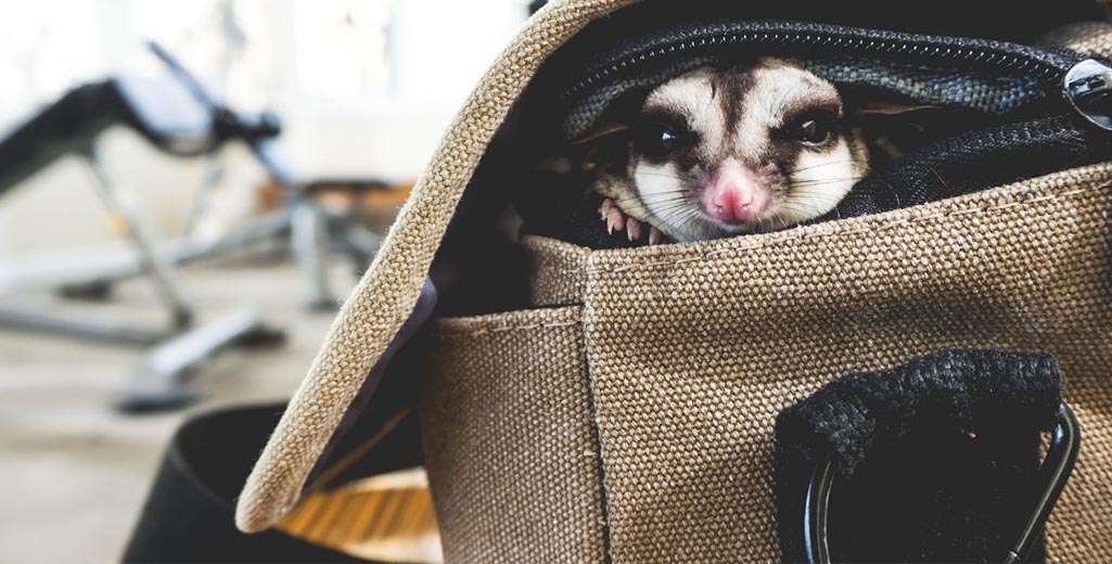 Traveling with Your Sugar Glider: Tips & Gear