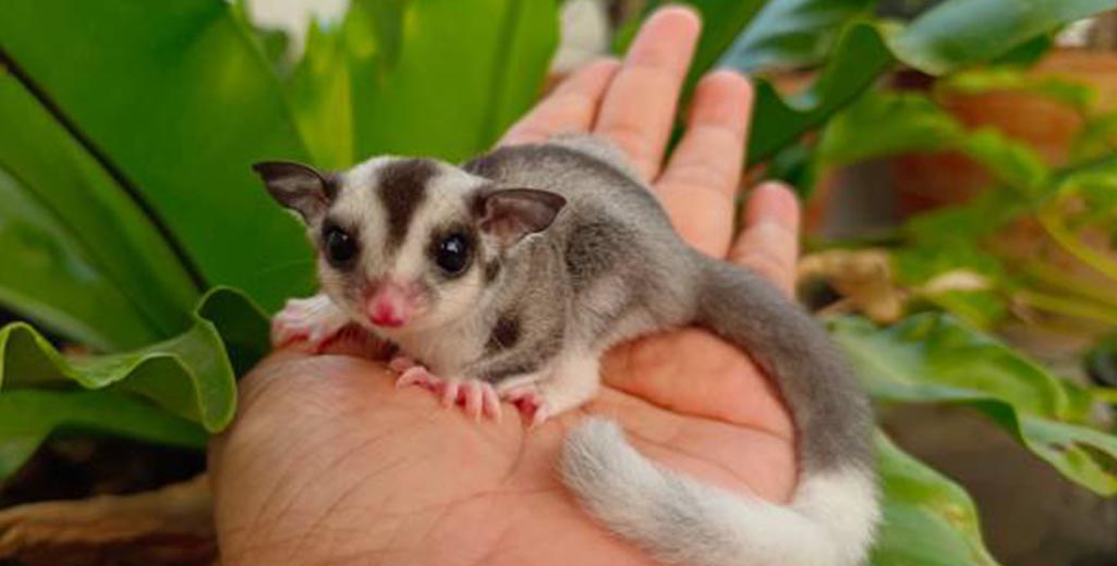 Bonding with sugar glider