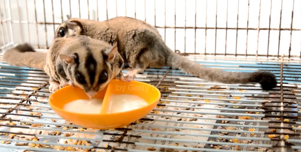 Balanced Sugar Glider Meal Example