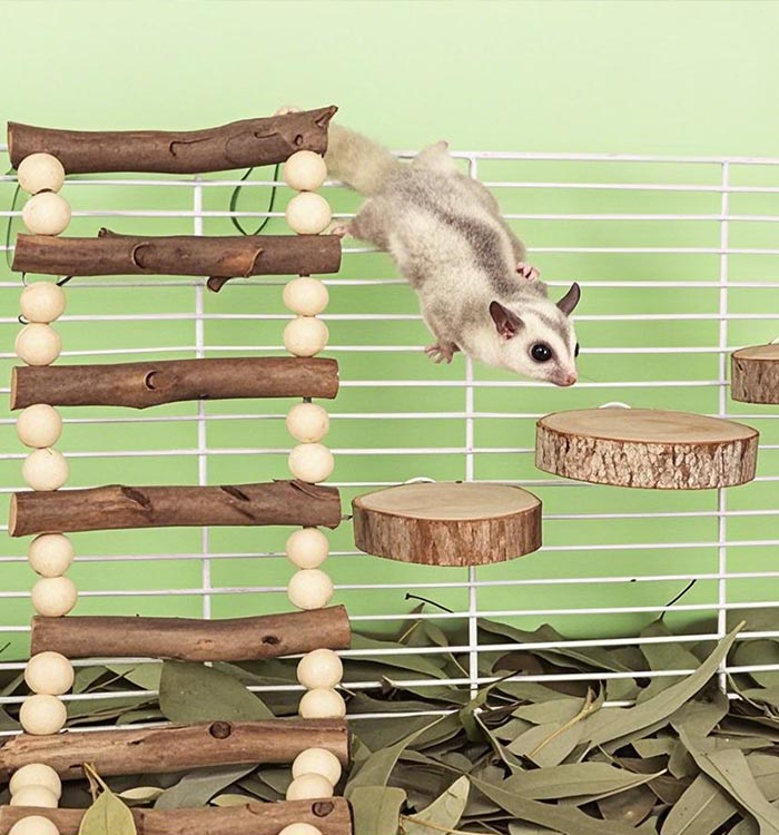 Toys & Enrichment